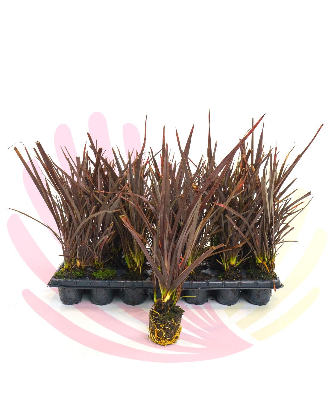 Phormium tenax Special red - PPHOSREDT28