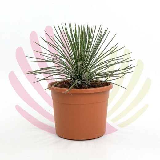 Agave geminiflora - P010070V0050Z00020