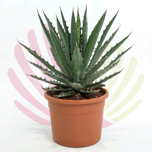 Agave xylonacantha - LAGAXYLV10