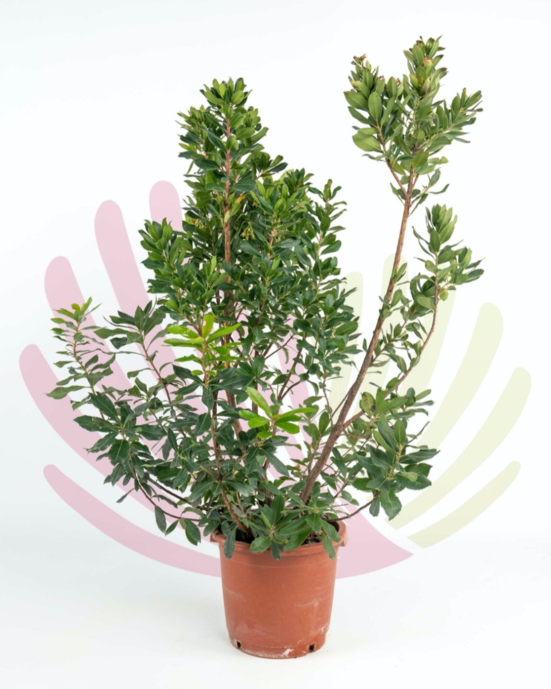 Arbutus unedo - P020010V0100H06020