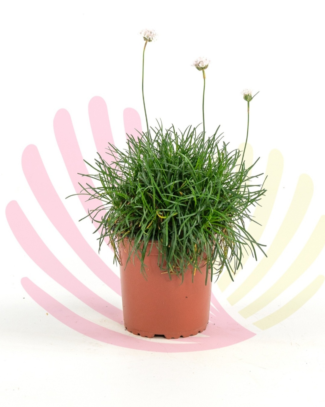 Armeria maritima Alba   - P022010V0010Z00010