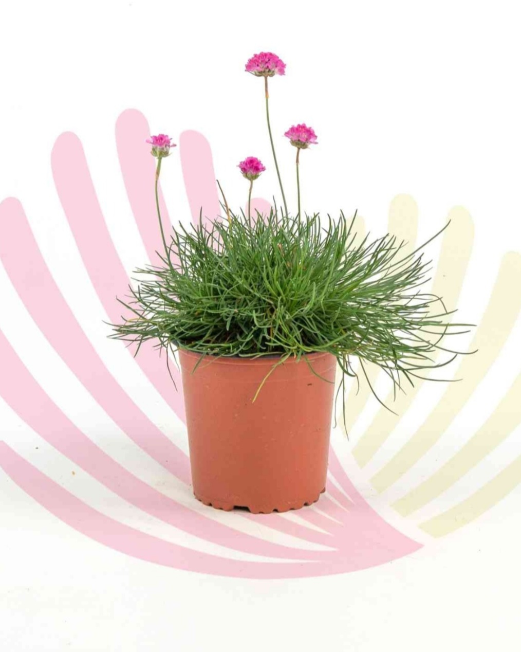 Armeria maritima Pink - P022020V0010Z00010