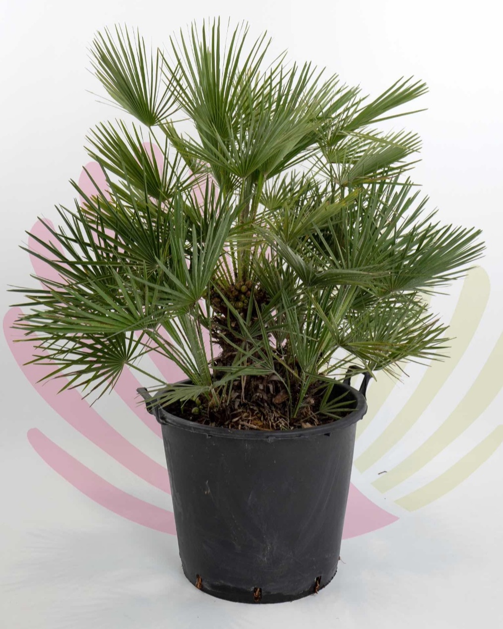 Chamaerops humilis - P055010V0100Z00020