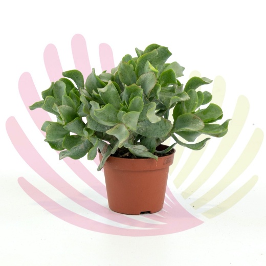 Crassula arborescens Undulatifolia - LCRAARBUV10,5CM