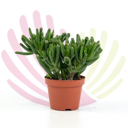 Crassula ovata Druce - LCRAOVADV10,5CM
