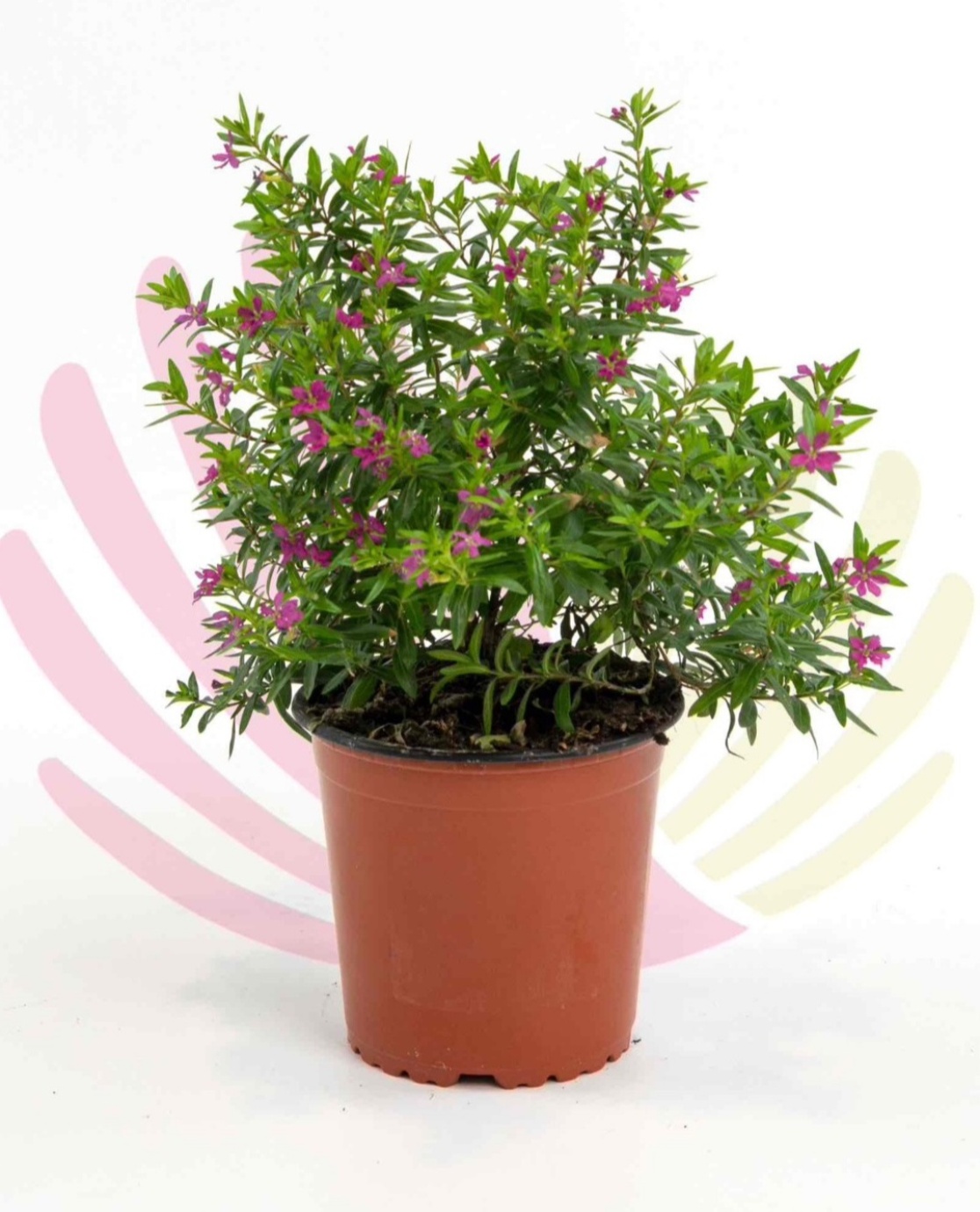 Cuphea hyssopifolia Fuschia - P072010V0010Z00010