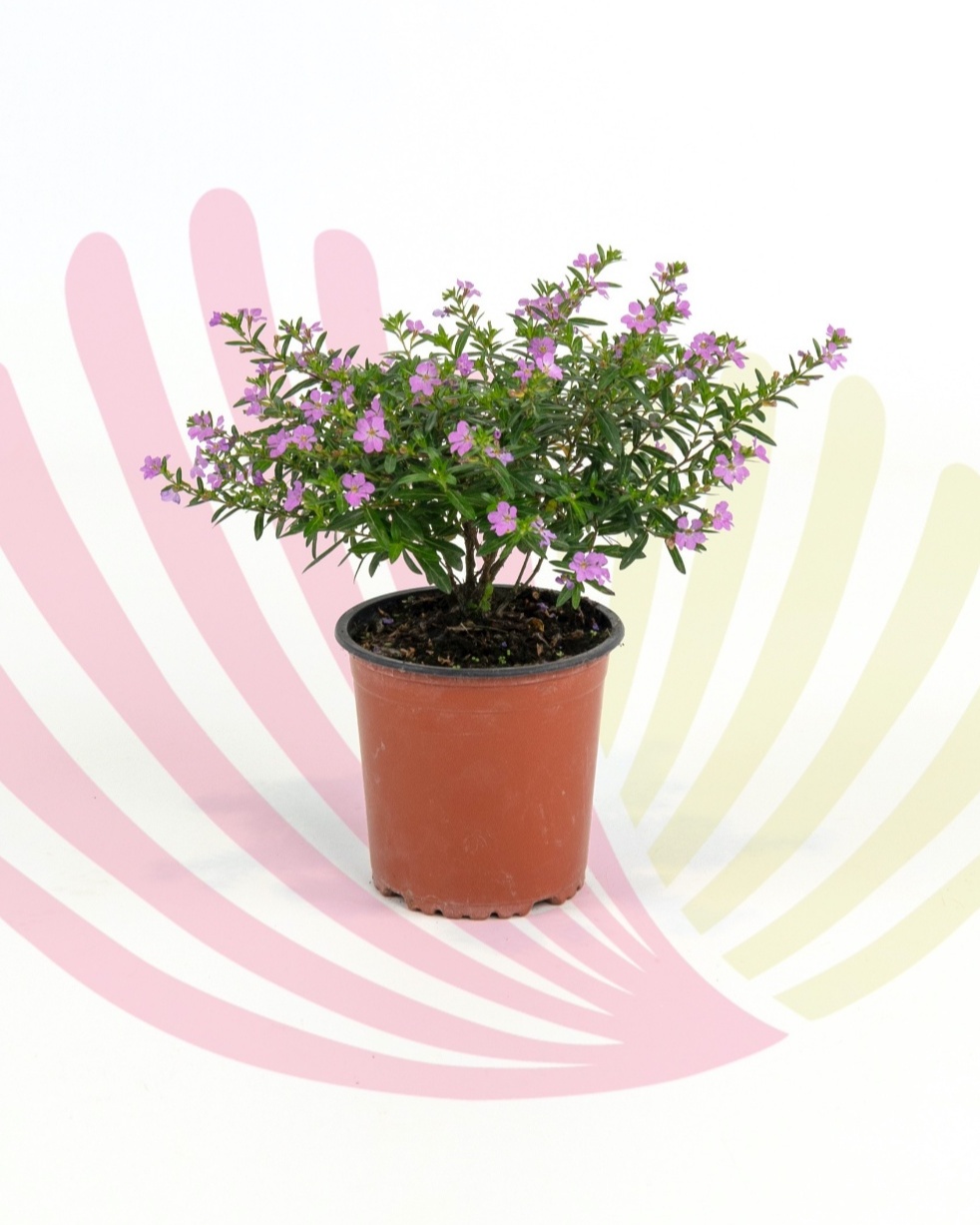 Cuphea hyssopifolia Pink - P072020V0010Z00010