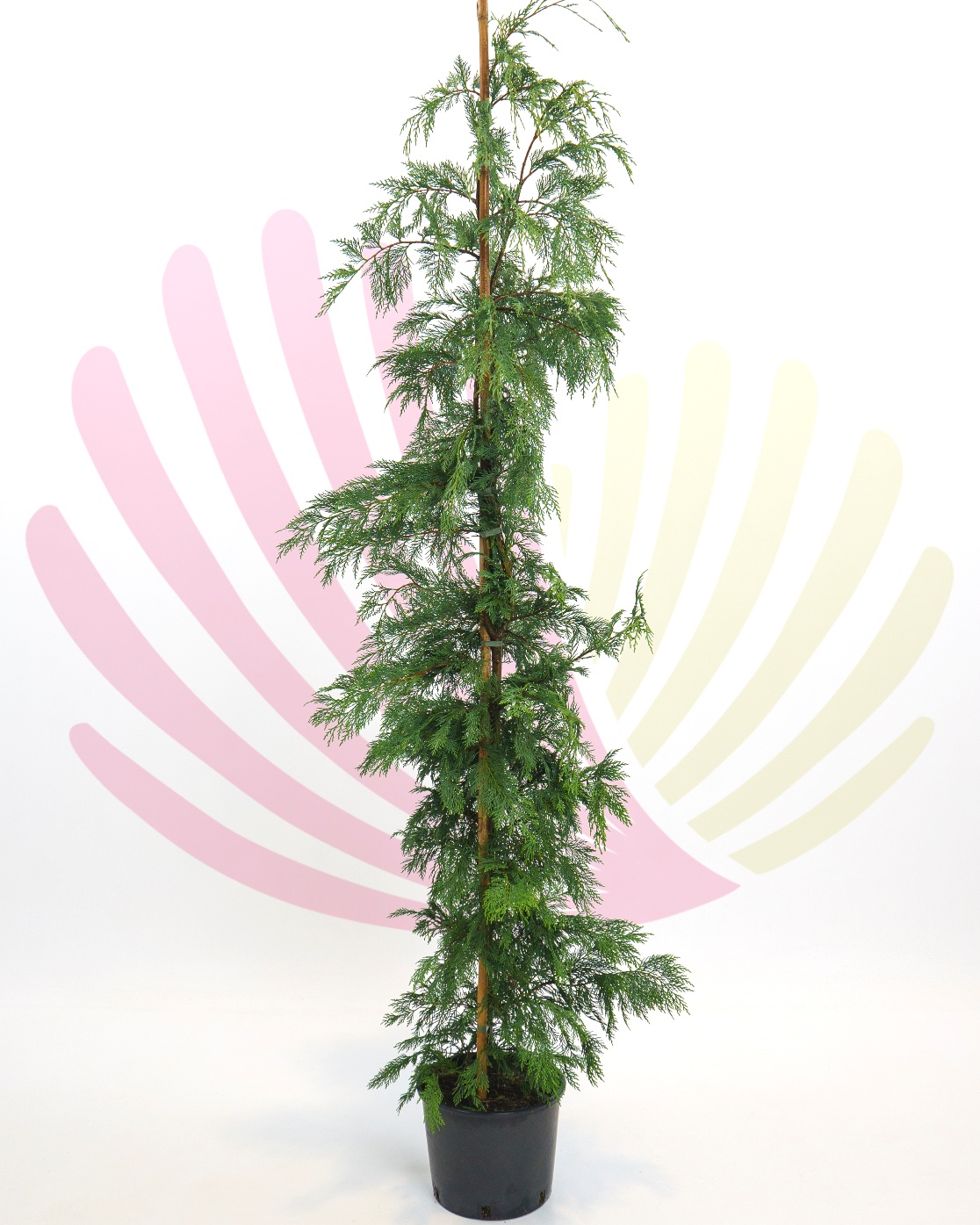 Cupressocyparis leylandii - P073010V0100H18020