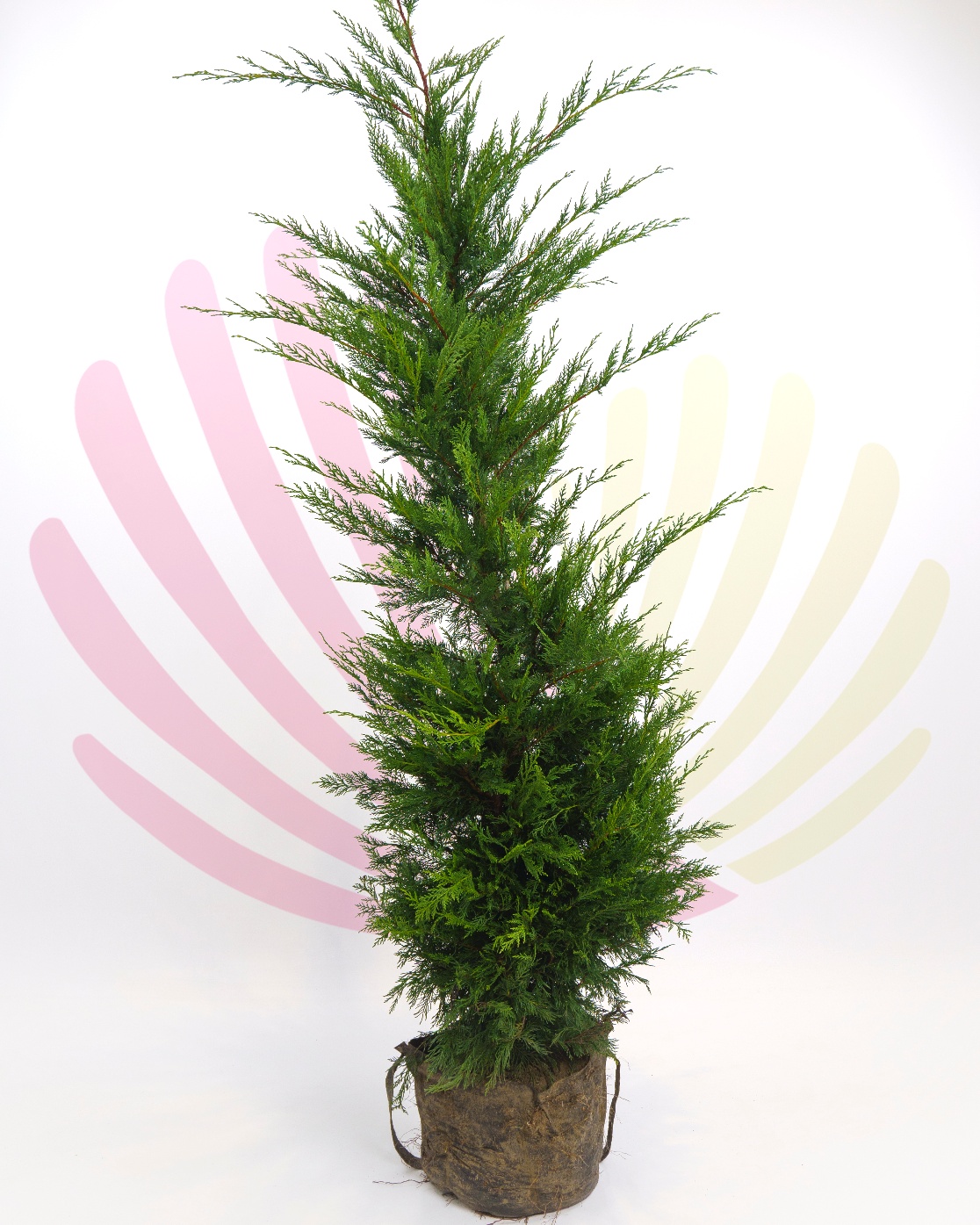 Cupressocyparis leylandii - P073010V0000H20020