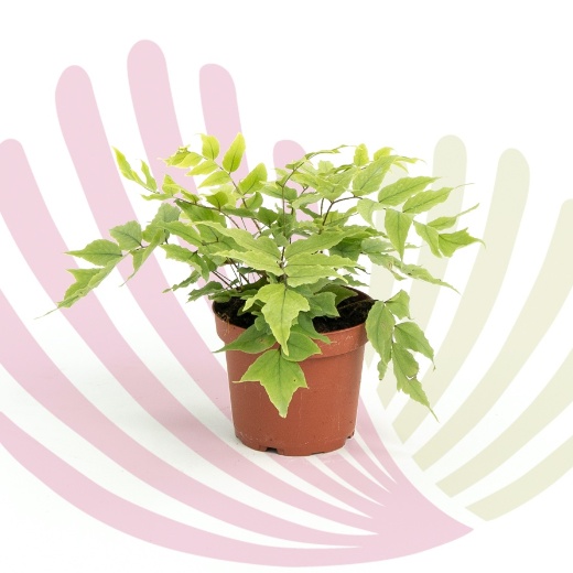 Cyrtomium fortunei - P409010V0020Z00020