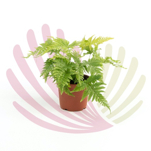 Dryopteris erythrosora - P089020V0025Z00020