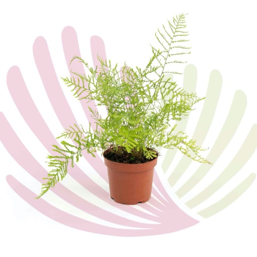 Dryopteris filix-mas Linearis Polydacty - LDRYFILLPV1