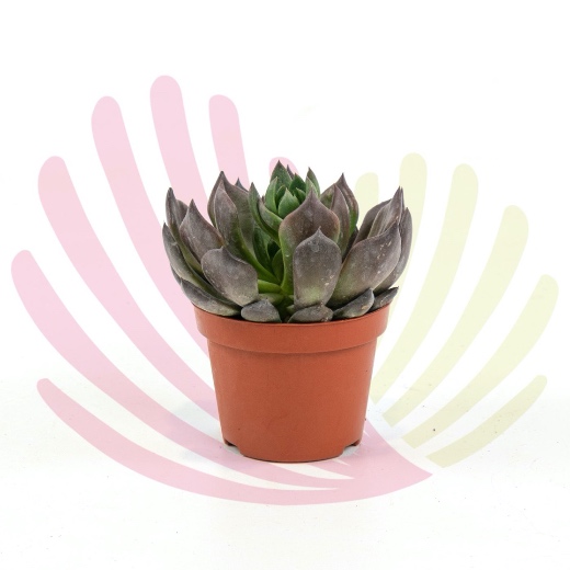 Echeveria nigra - LECHNIGV10,5CM