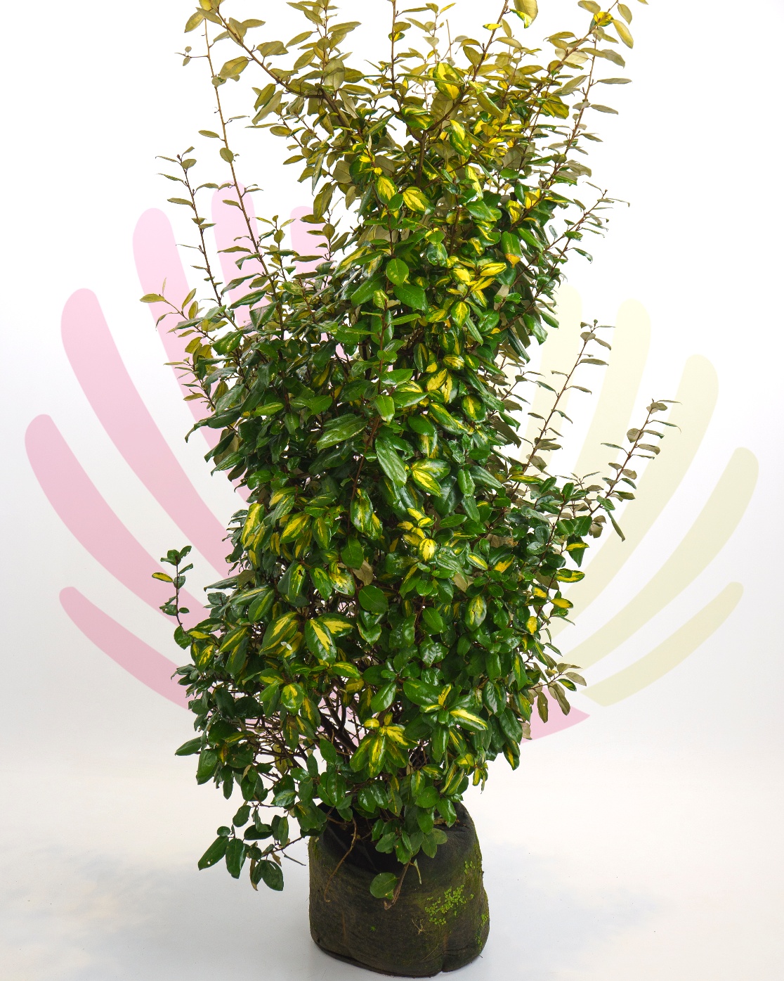 Elaeagnus ebbingei Limelight - P093030V0100H06010