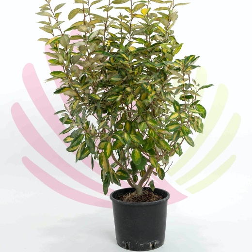 Elaeagnus ebbingei Limelight - P093030V0100H06010