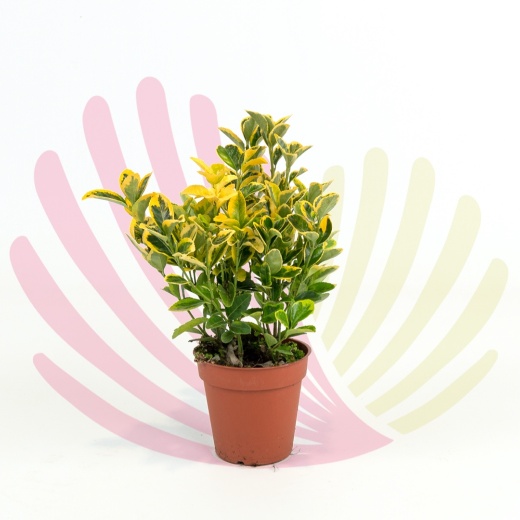 Euonymus japonicus Aurea - P100010V0010Z00020