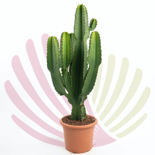 Euphorbia ingens - LEUPINGV10