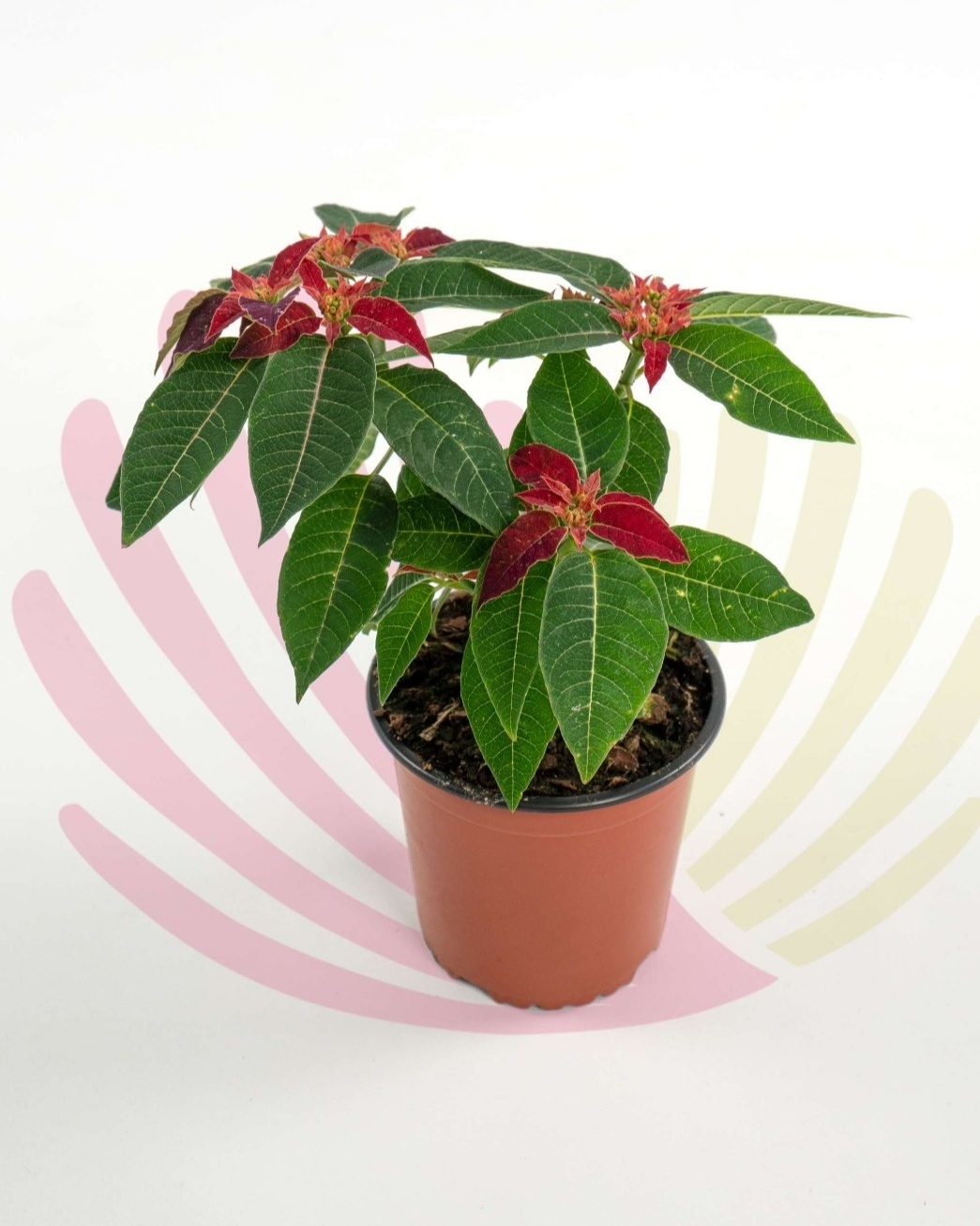 Euphorbia pulcherrima - PEUPPULV1