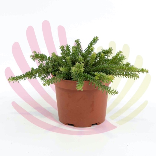 Grevillea lanigera Mt Tamboritha  - LGRELMTV2,5