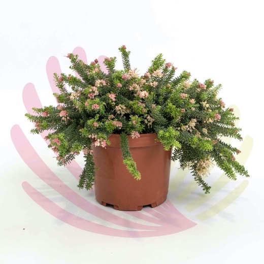 Grevillea lanigera Mt Tamboritha  - LGRELMTV10