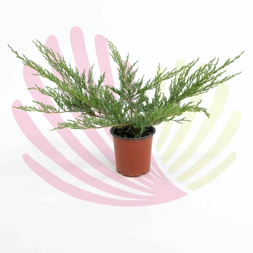 Juniperus hor. Andorra Compacta - P140030V0010Z00020