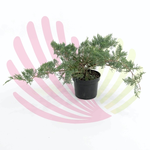 Juniperus media Pfitzeriana Glauca  - P140080V0010Z00010