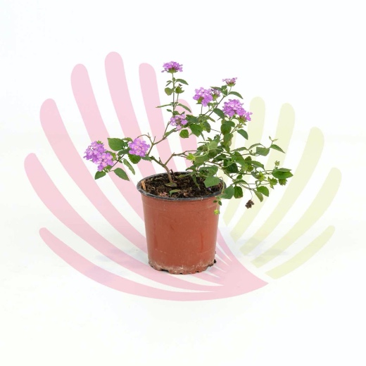 Lantana montevidensis Azul - P146040V0010Z00010