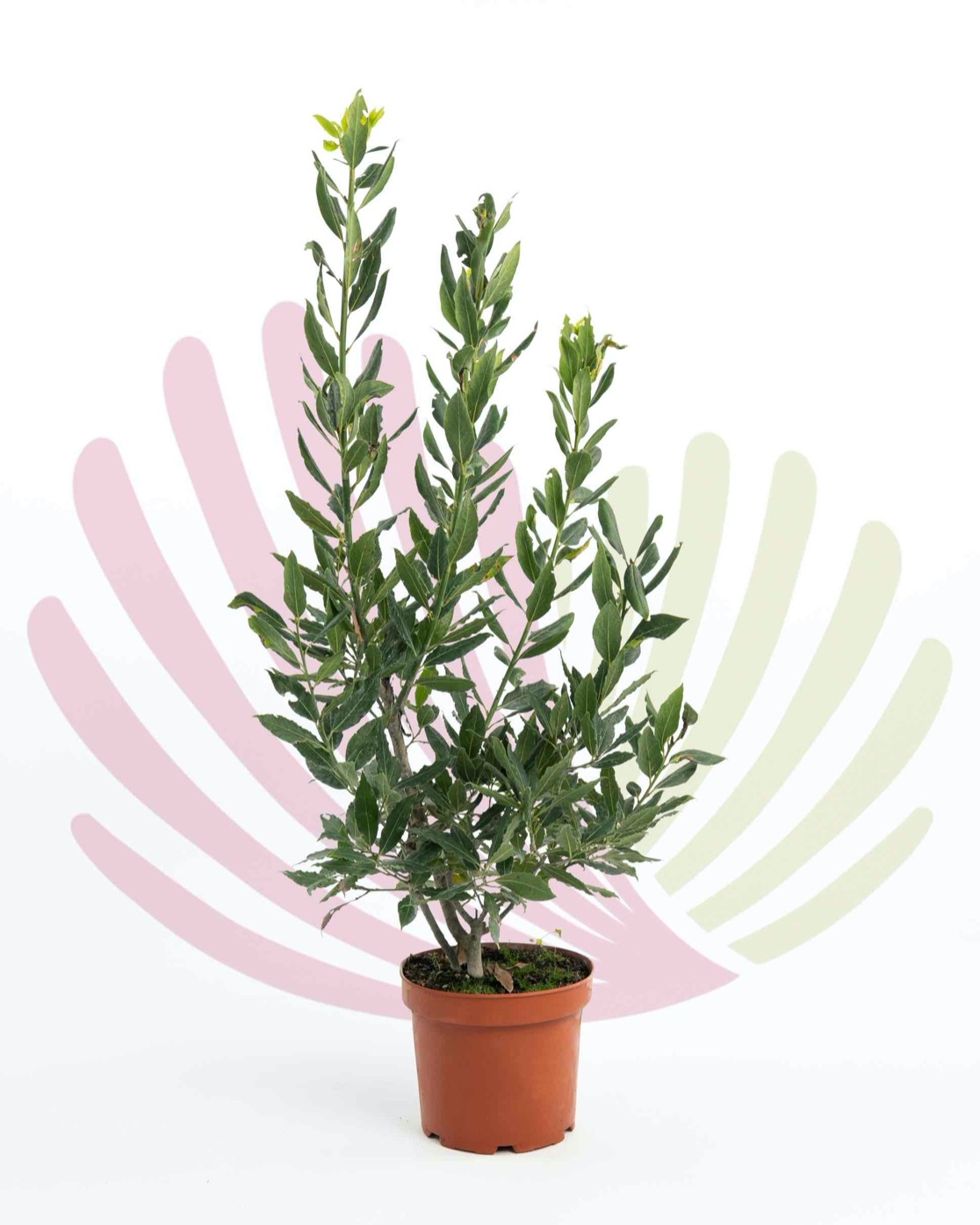 Laurus nobilis - P147010V0050H04010