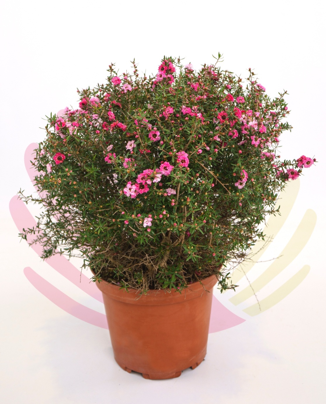 Leptospermum scoparium Coral Candy - P149020V0100Z00020