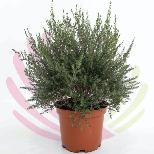 Leptospermum scoparium Leonard - LLEPSCOLWV10