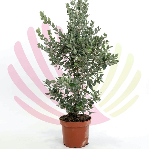 Metrosideros Excelsus - P163010V0100H06110