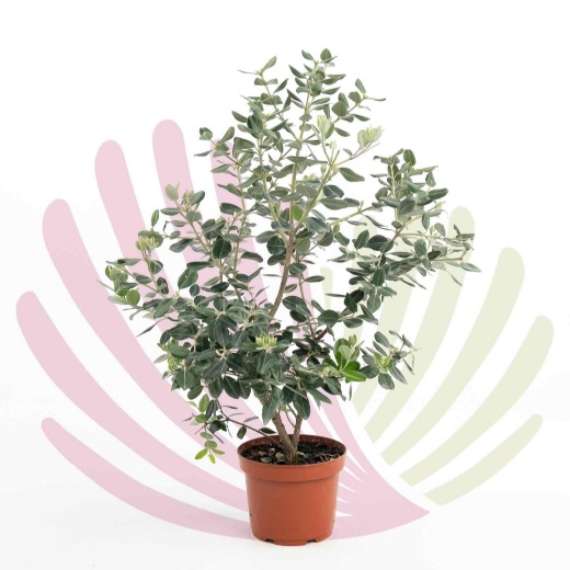 Metrosideros Excelsus - P163010V0025H02010