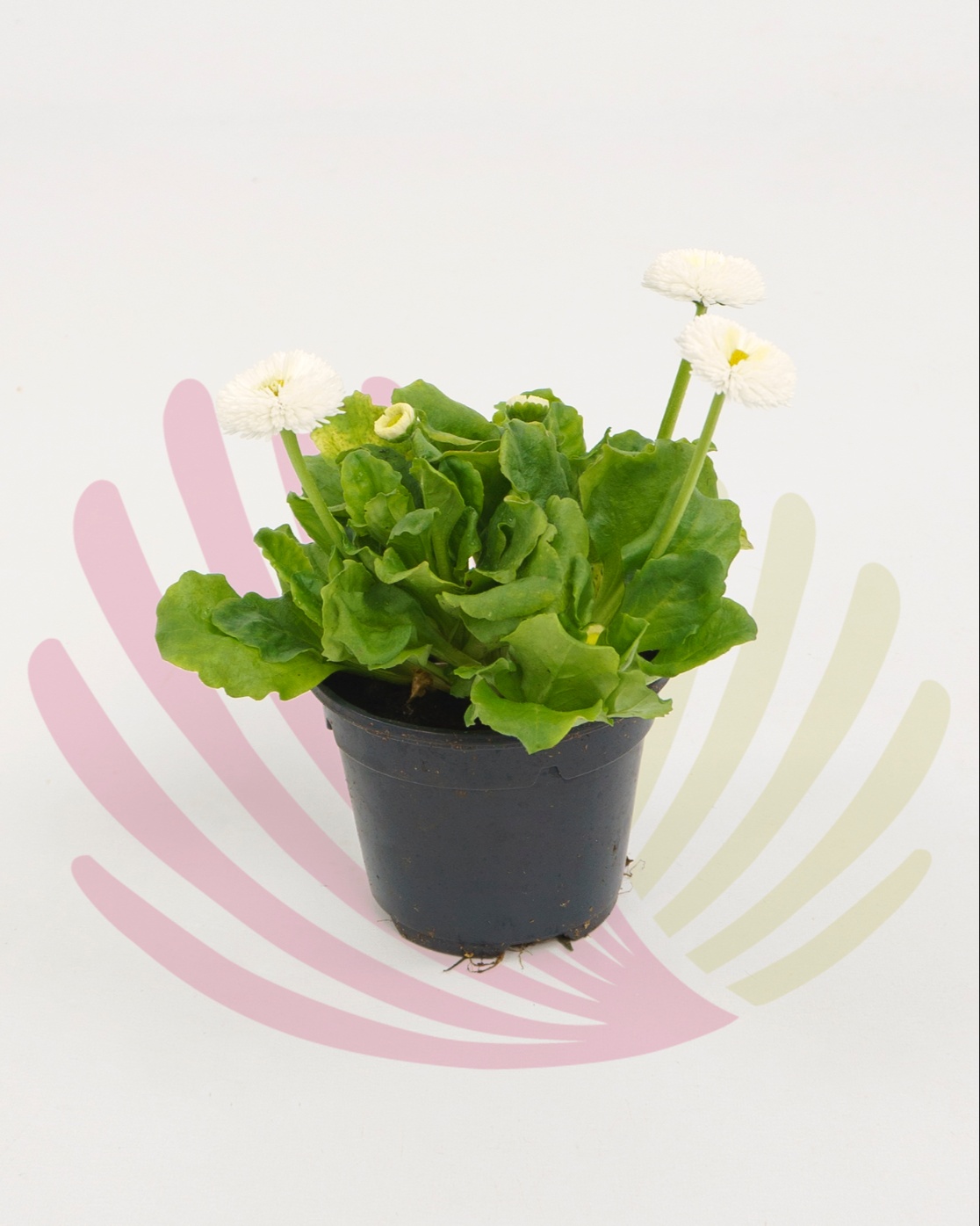 Bellis perennis - Branco