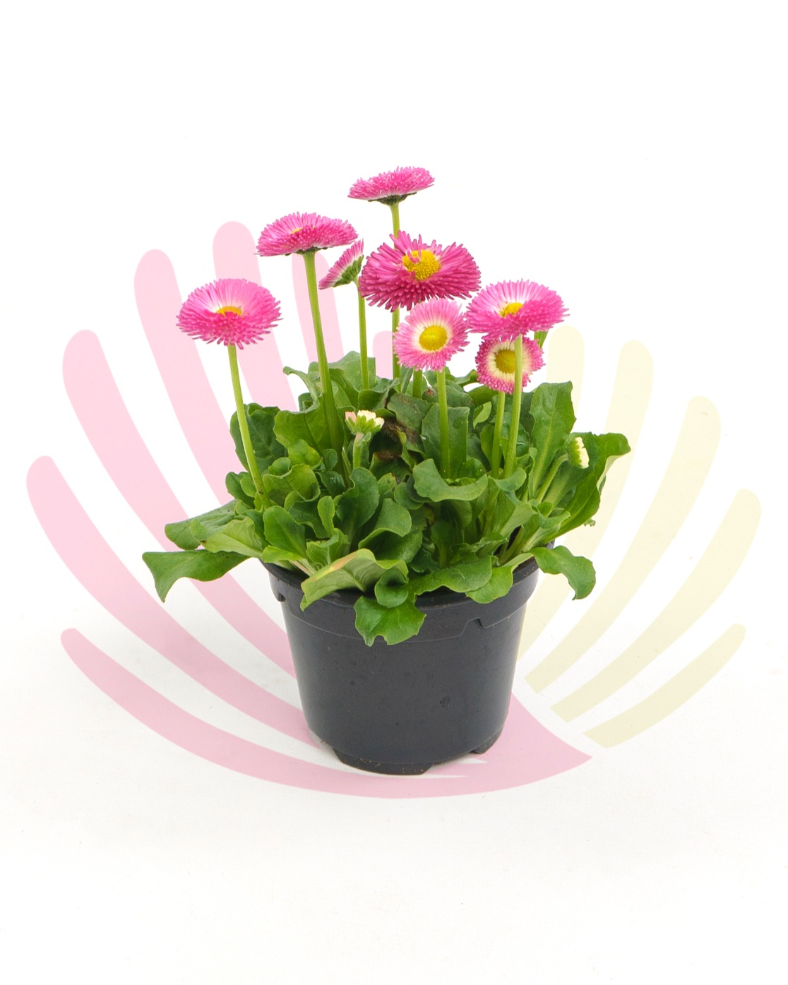 Bellis perennis - Rosa 