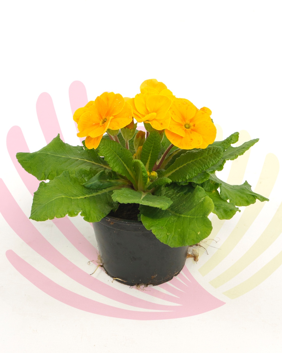 Primula sp. - Amarelo