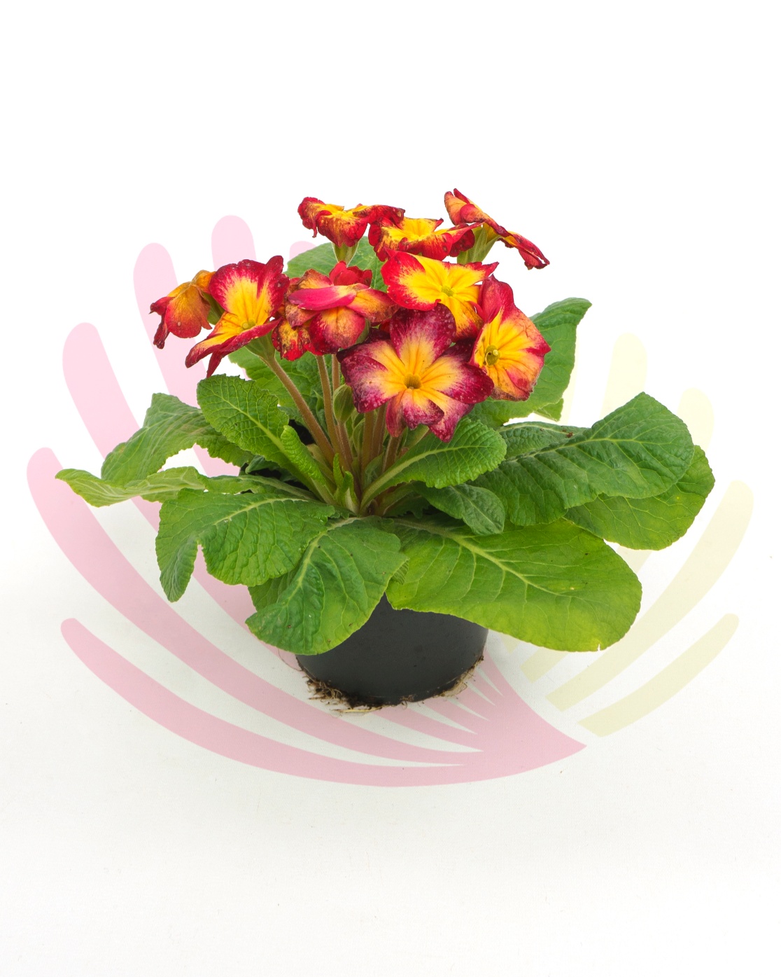 Primula sp. - Vermelho