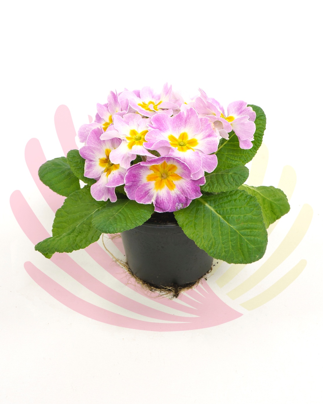 Primula sp. - Violeta 