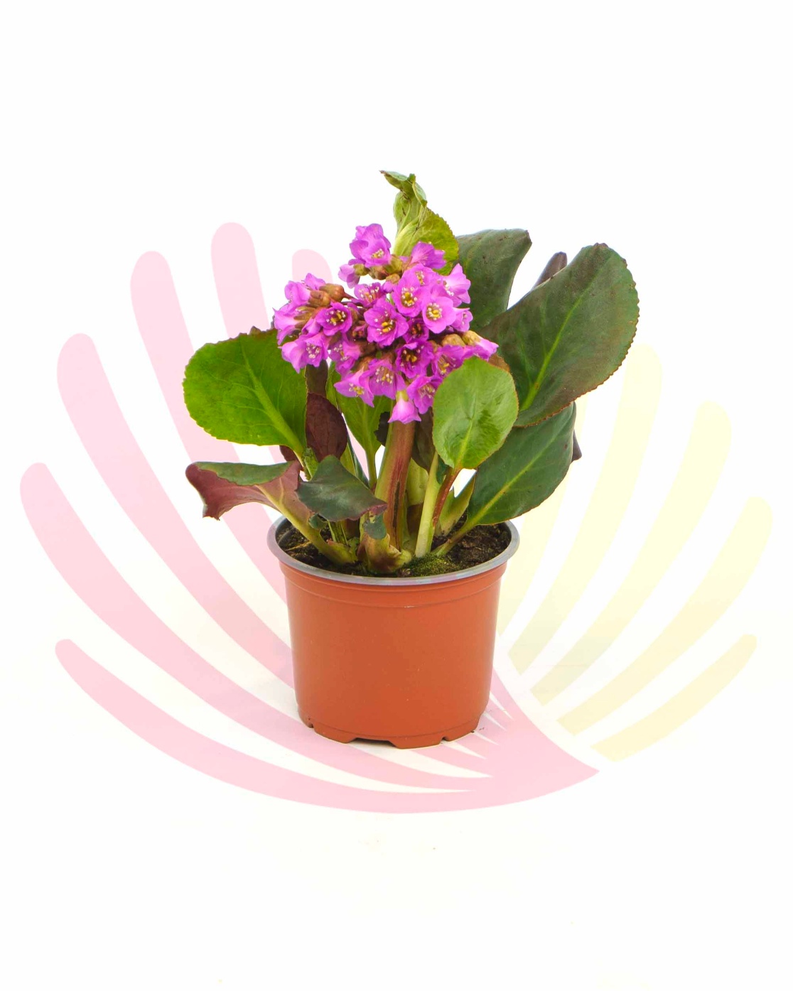 Bergenia cordifolia - LBERCORV10,50CM