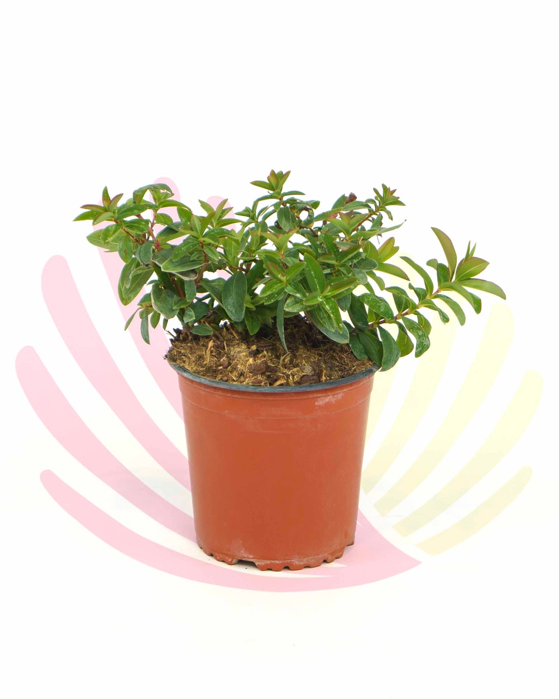 Hypericum calycinum - PHYPCALV1