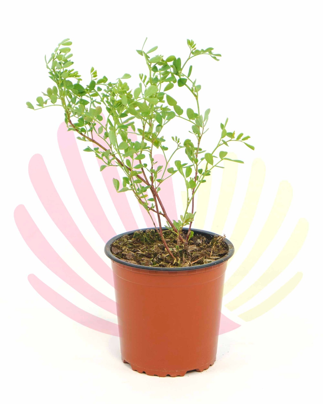 Coronilla valentina glauca - PCORVALGV1