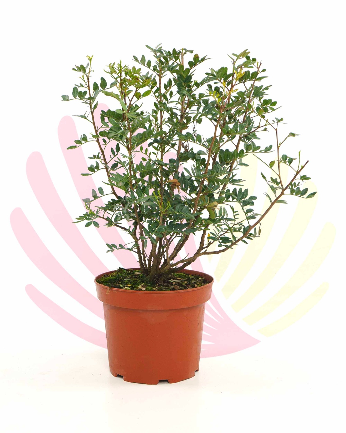 Pistacia lentiscus - P202010V0050H04010