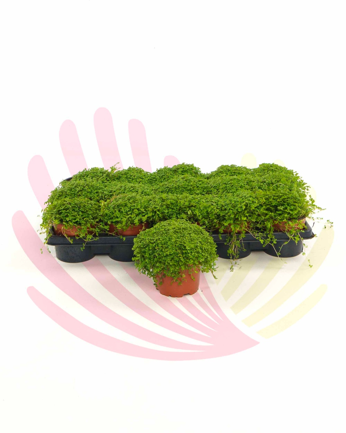 Soleirolia soleirolii - P230010C0100Z00010