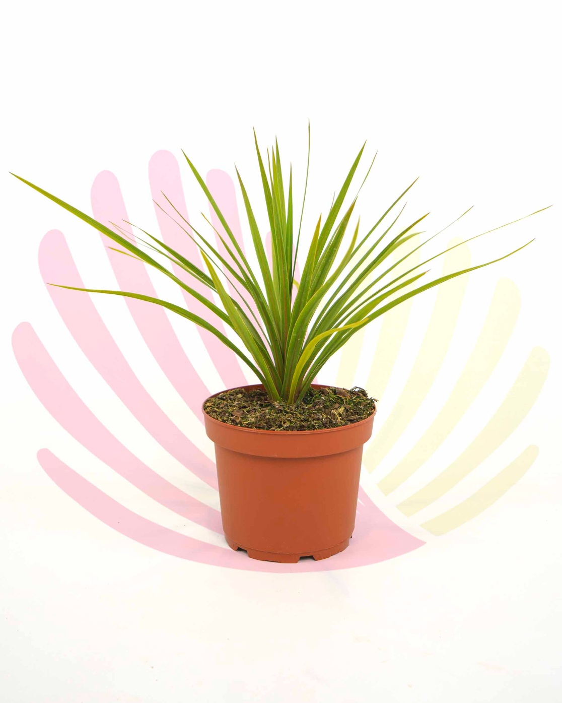 Cordyline australis Green - P065020V0000H05120