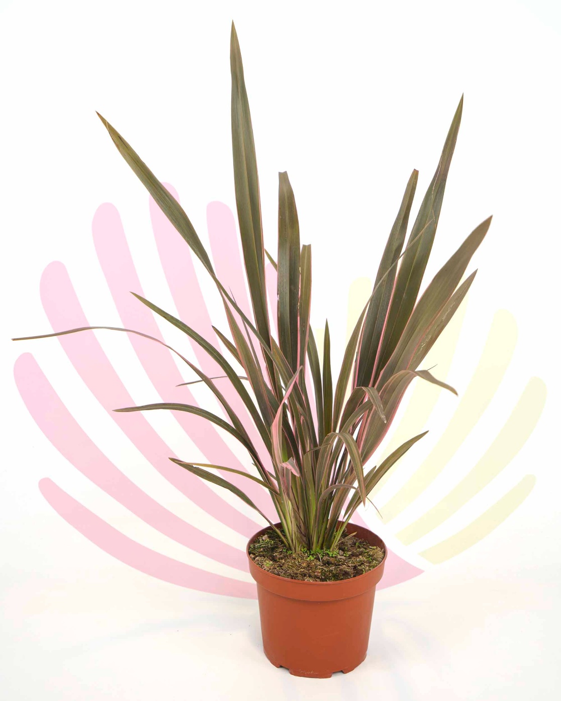 Phormium tenax Pink Stripe - P196110V0010Z00010