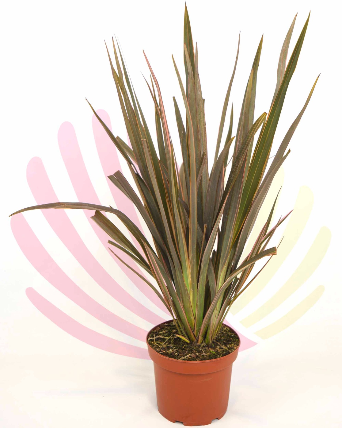 Phormium tenax Sundowner - P196140V0010Z00010