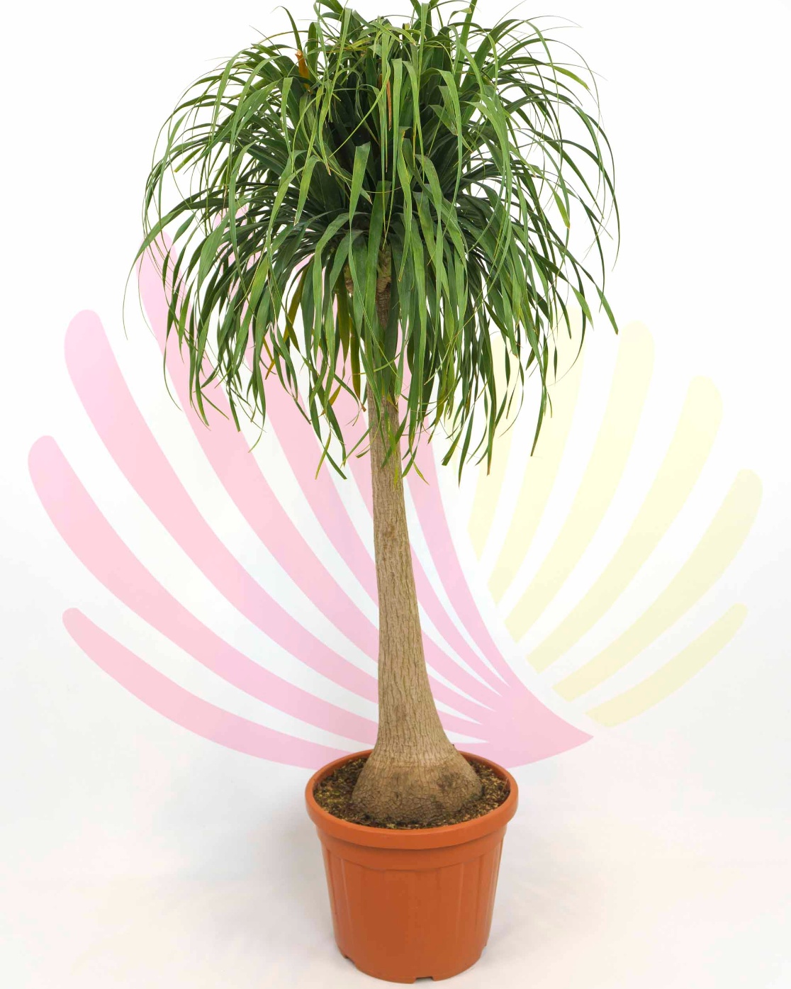 Beaucarnea recurvata - P032010V0000H10120