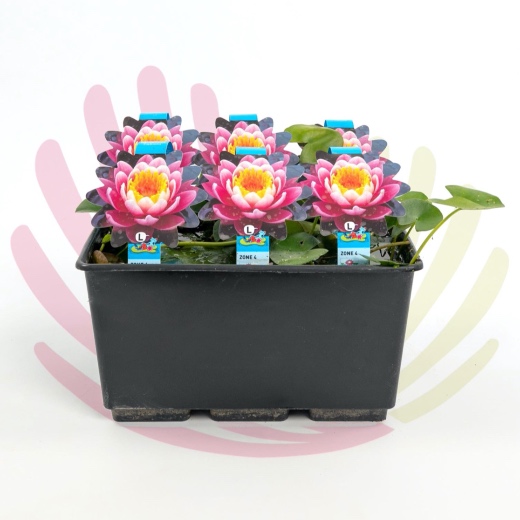 Nymphaea sp. - P174010V0010Z00020