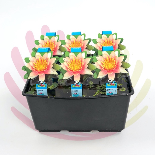 Nymphaea sp. - P174010V0010Z00020