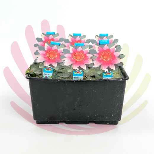 Nymphaea sp. - P174010V0010Z00020