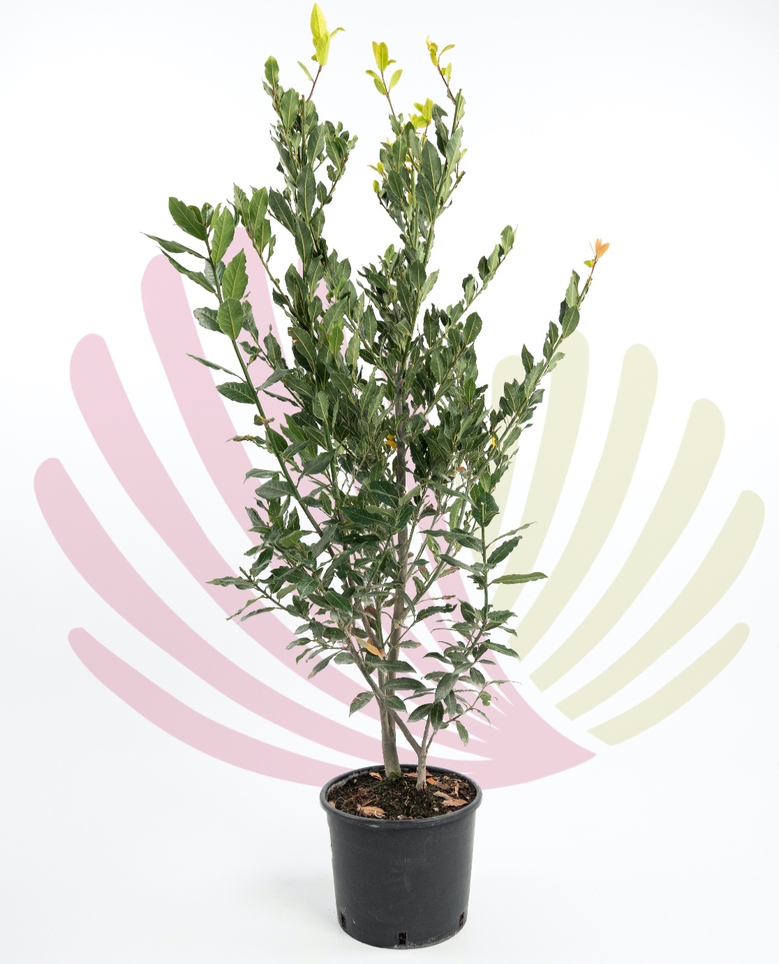 Laurus nobilis - P147010V0100H10120